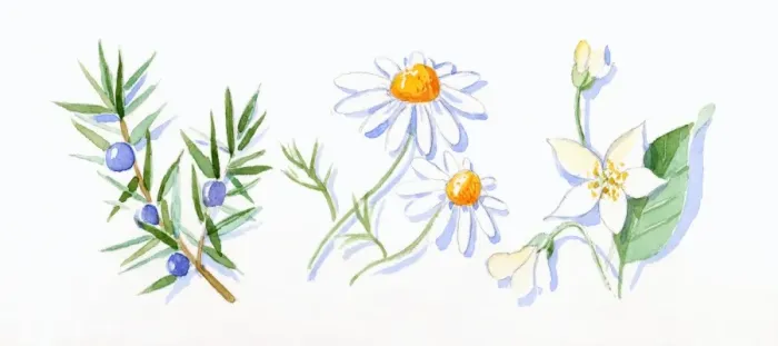 Framed Print : Illustration of Juniper berries and green leaves on stem, German chamomile, and neroli flowers, buds and green leaves on stem Framed Print : Illustration of Juniper berries and green leaves on stem, German chamomile, and neroli flowers, buds and green leaves on stem