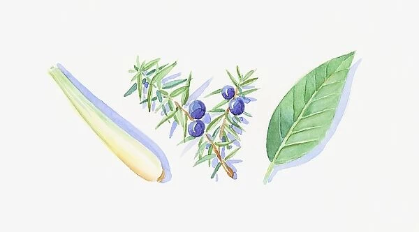 Illustration of Juniper berries and leaves on stem, green petitgrain leaf, and lemon balm stem