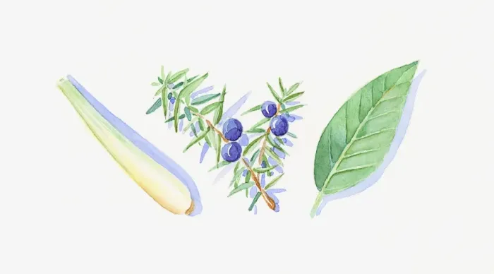 Framed Print : Illustration of Juniper berries and leaves on stem, green petitgrain leaf, and lemon balm stem