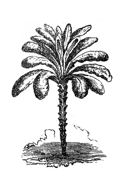 Framed Print : Kale. Illustration of a kale