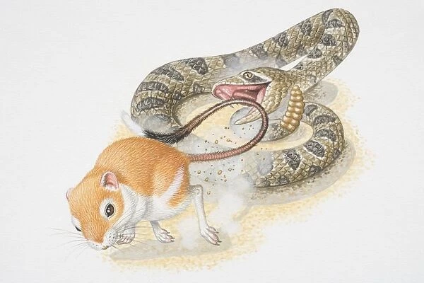 Illustration, Kangaroo Rat (Dipodomys sp. ) speedily kicking dust in direction of attacking snake