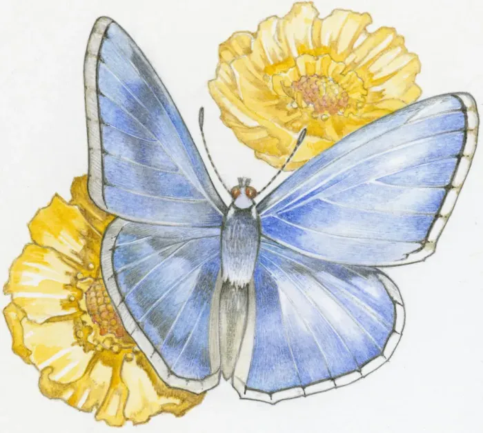 Framed Print : Illustration of Karner Blue ( Lycaeides melissa samuelis) butterfly on yellow flowers