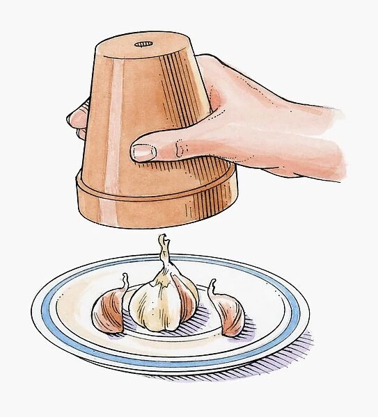 Illustration of keeping garlic cloves fresh on saucer using upside down terracotta plant pot