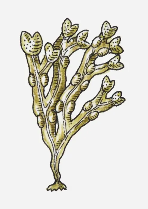 Framed Print : Illustration of Kelp Framed Print : Illustration of Kelp