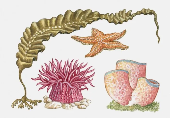 Framed Print : Illustration of kelp, starfish, sea anemone, and tube coral Framed Print : Illustration of kelp, starfish, sea anemone, and tube coral