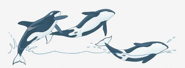 Illustration of Killer Whales (Orcinus orca) breaching (leaping) out of water