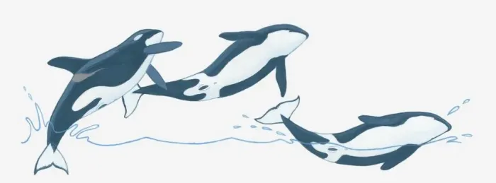 Framed Print : Illustration of Killer Whales (Orcinus orca) breaching (leaping) out of water Framed Print : Illustration of Killer Whales (Orcinus orca) breaching (leaping) out of water