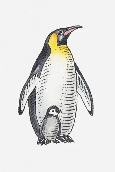 Illustration of King Penguin (Aptenodytes patagonicus) with chick
