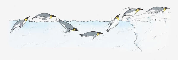 Illustration of King Penguin Aptenodytes patagonica diving and swimming and diving on to ice in Antarctic