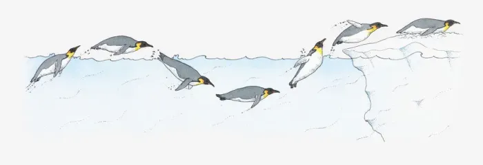 Framed Print : Illustration of King Penguin Aptenodytes patagonica diving and swimming and diving on to ice in Antarctic