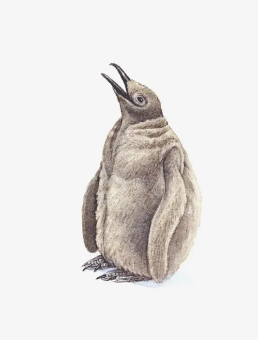 Framed Print : Illustration of King Penguin (Aptenodytes patagonicus) chick Framed Print : Illustration of King Penguin (Aptenodytes patagonicus) chick
