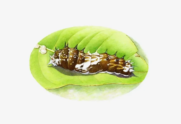 Framed Print : Illustration of King Swallowtail butterfly (Papilio thoas) brown and white caterpillar on green leaf Framed Print : Illustration of King Swallowtail butterfly (Papilio thoas) brown and white caterpillar on green leaf
