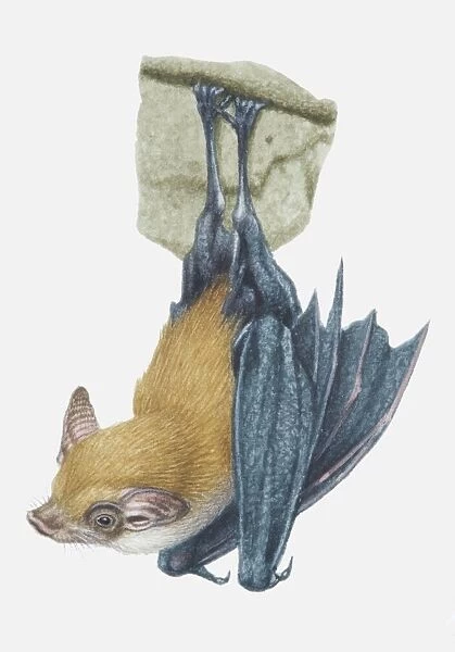 Illustration, Kittis Hog-nosed Bat (Craseonycteris thonglongyai) hanging upside down, side view