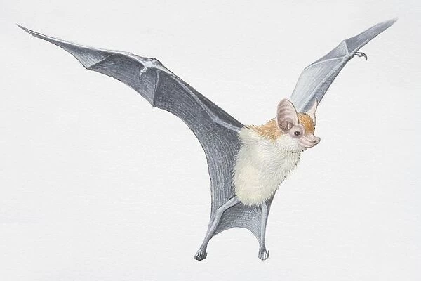 Illustration, Kittis Hog-nosed Bat (Craseonycteris thonglongyai) with wings outspread, side view