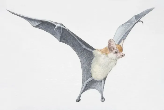 Framed Print : Illustration, Kittis Hog-nosed Bat (Craseonycteris thonglongyai) with wings outspread, side view Framed Print : Illustration, Kittis Hog-nosed Bat (Craseonycteris thonglongyai) with wings outspread, side view