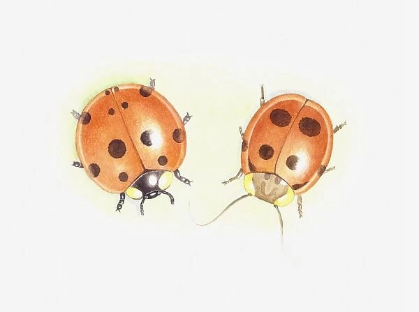 Illustration of Ladybird (Coccinellidae) next to cockroach that looks like a ladybird
