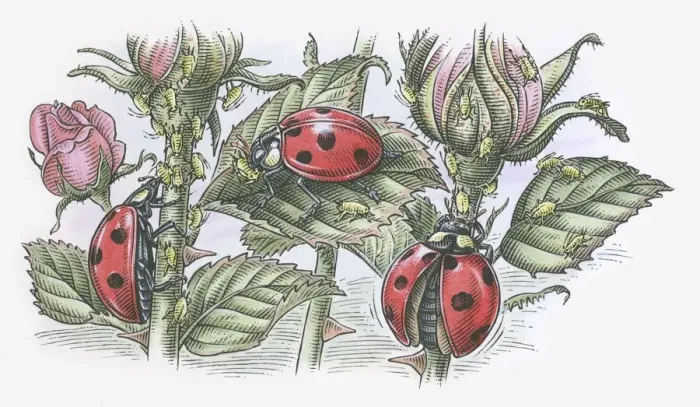 Framed Print : Illustration of Ladybirds feeding on aphids Framed Print : Illustration of Ladybirds feeding on aphids