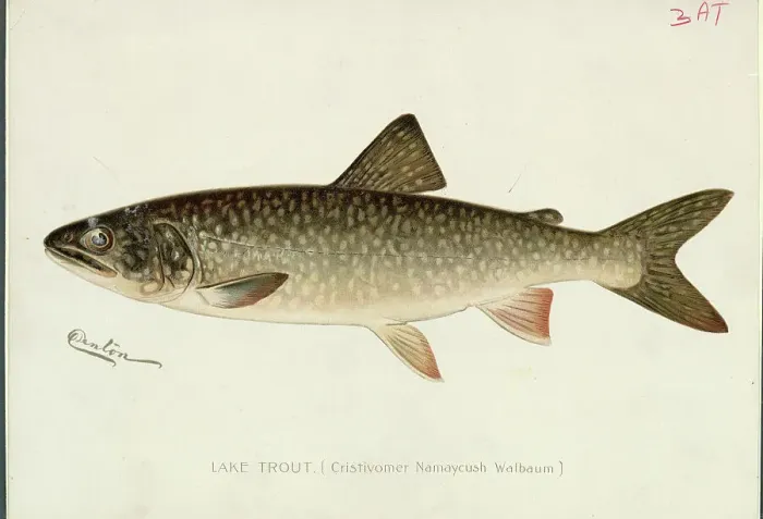 Framed Print : Illustration of a Lake Trout