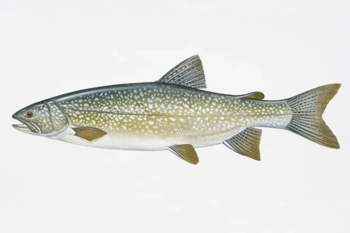 Framed Print : Illustration of Lake Trout (Salvelinus namaycush), North American freshwater fish
