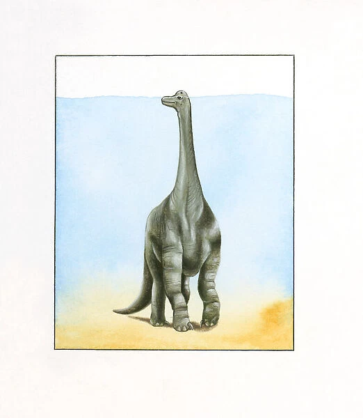 Illustration of large Barosaurus dinosaur walking underwater with top of head peeking above surface on long neck