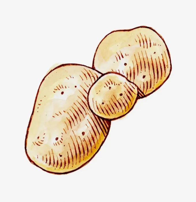 Framed Print : Illustration of large, medium and small raw Solanum tuberosum (Potato) Framed Print : Illustration of large, medium and small raw Solanum tuberosum (Potato)