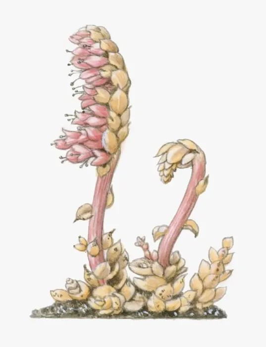 Framed Print : Illustration of Lathraea squamaria (Toothwort), parasitic with short flower-bearing shoots, pink flo Framed Print : Illustration of Lathraea squamaria (Toothwort), parasitic with short flower-bearing shoots, pink flo