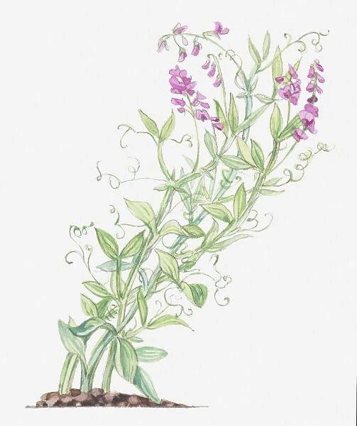 Illustration of Lathyrus latifolius (Broad-leaved everlasting-pea), leaves and pink flowers on long, bending stems