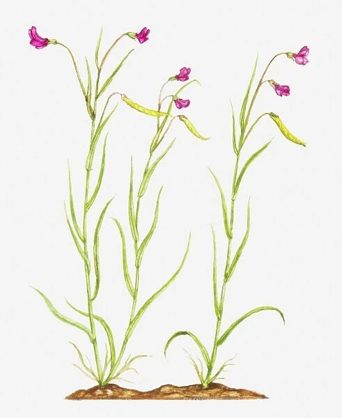 Illustration of Lathyrus nissolia (Grass vetchling), pink flowers on slender stems
