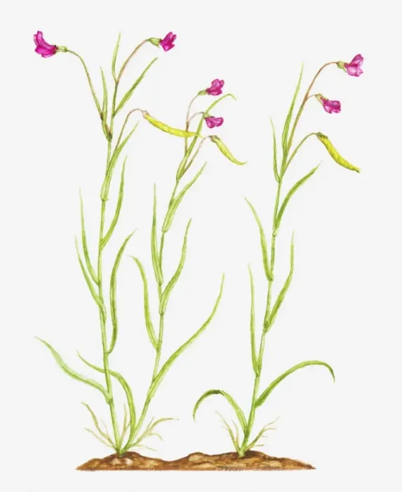 Framed Print : Illustration of Lathyrus nissolia (Grass vetchling), pink flowers on slender stems Framed Print : Illustration of Lathyrus nissolia (Grass vetchling), pink flowers on slender stems
