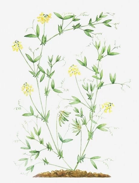 Illustration of Lathyrus pratensis (Meadow vetchling), leaves and yellow flowers on slender stems