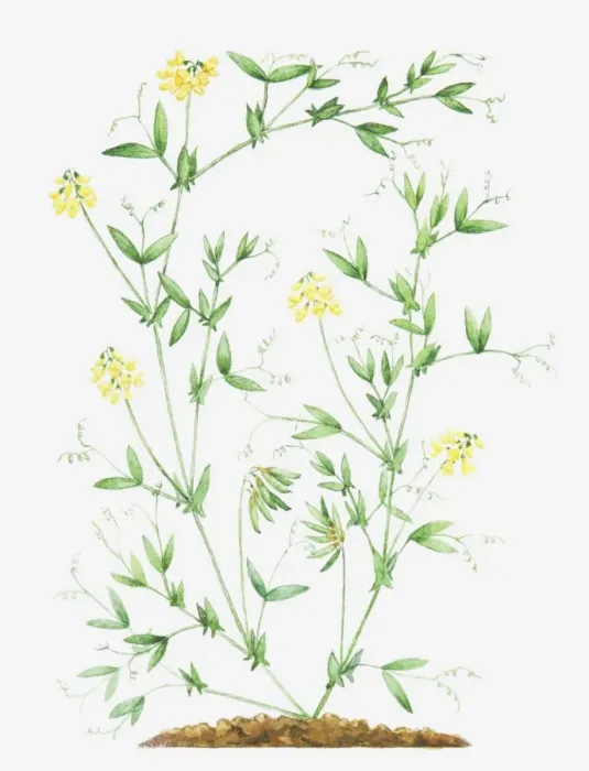 Framed Print : Illustration of Lathyrus pratensis (Meadow vetchling), leaves and yellow flowers on slender stems Framed Print : Illustration of Lathyrus pratensis (Meadow vetchling), leaves and yellow flowers on slender stems