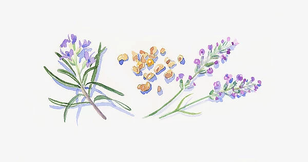 Illustration of lavender flowers, frankincense resin, and rosemary flowers and leaves
