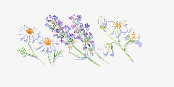 Illustration of lavender flowers, Roman chamomile flowers and neroli flowers and bud on stems