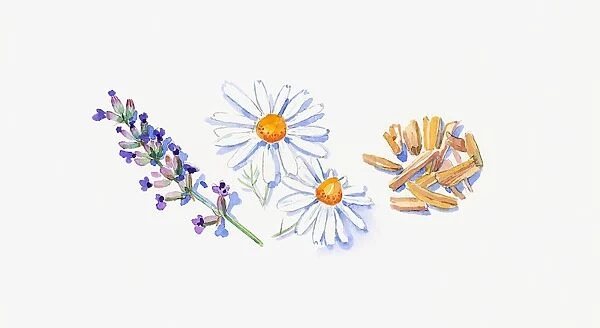 Illustration of lavender flowers on stem, German chamomile flowers, and sandalwood chips
