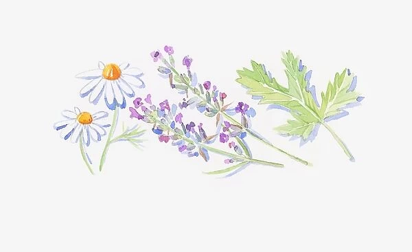 Illustration of lavender stems with flowers, white Roman Chamomile flowers, and geranium leaf