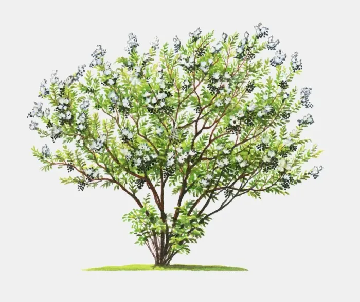 Framed Print : Illustration of Lawsonia inermis (Henna), shrub showing abundance of green leaves and summer flowers Framed Print : Illustration of Lawsonia inermis (Henna), shrub showing abundance of green leaves and summer flowers