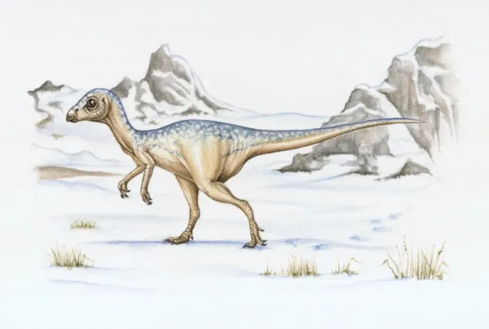 Framed Print : Illustration of Leaellynasaura which lived in polar regions Framed Print : Illustration of Leaellynasaura which lived in polar regions