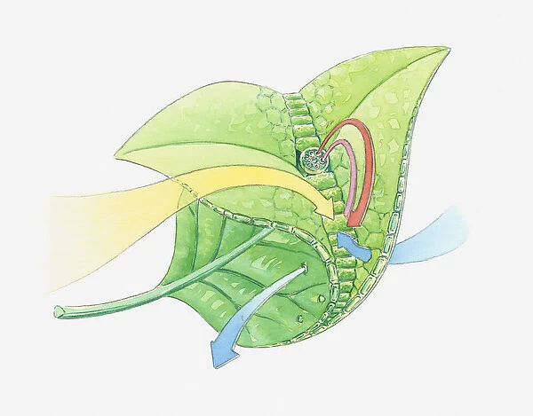 Illustration of leaf anatomy