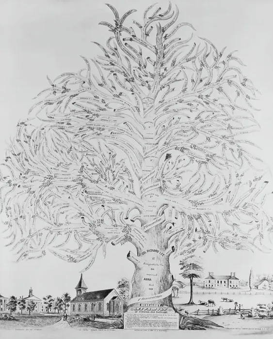 Framed Print : Illustration of Lee Family Tree Framed Print : Illustration of Lee Family Tree