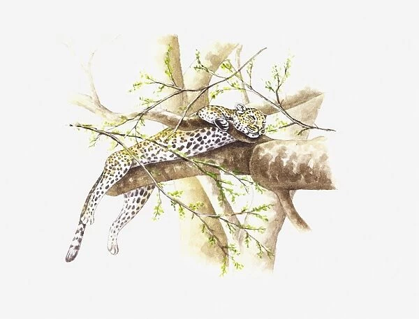 Illustration of Leopard (Panthera pardus) sleeping on branch in tree