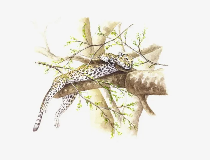 Framed Print : Illustration of Leopard (Panthera pardus) sleeping on branch in tree Framed Print : Illustration of Leopard (Panthera pardus) sleeping on branch in tree