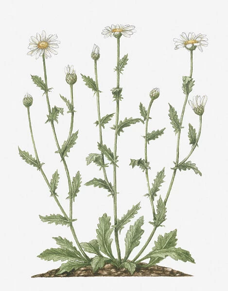 Illustration of Leucanthemum vulgare (Oxeye Daisy) bearing white flowers, yellow at centre, and emerging buds on tall stems