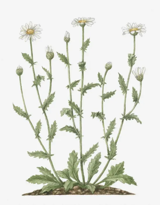 Framed Print : Illustration of Leucanthemum vulgare (Oxeye Daisy) bearing white flowers, yellow at centre, and emerging buds on tall stems Framed Print : Illustration of Leucanthemum vulgare (Oxeye Daisy) bearing white flowers, yellow at centre, and emerging buds on tall stems
