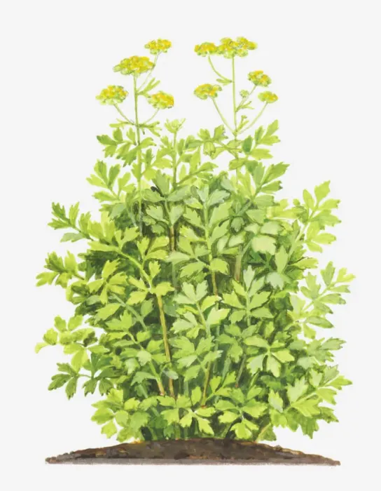 Framed Print : Illustration of Levisticum officinale (Lovage), foliage and yellow flowers