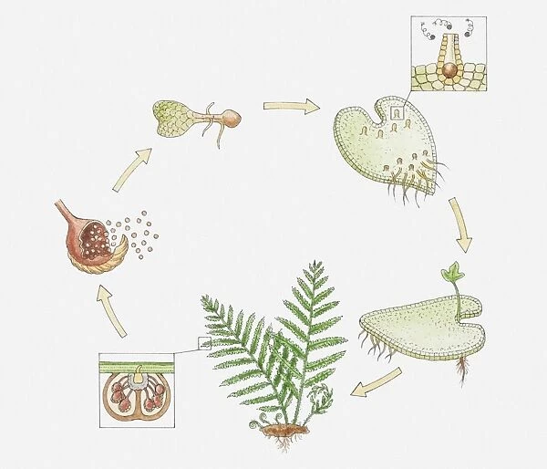 Illustration of the life cycle of a fern, inset showing spermatozoa entering female organ (archegonia)