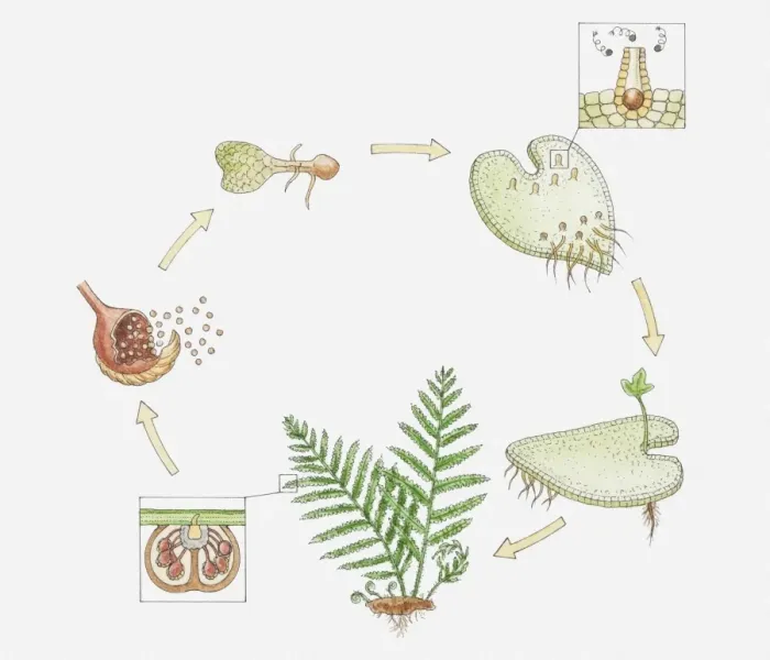 Framed Print : Illustration of the life cycle of a fern, inset showing spermatozoa entering female organ (archegonia) Framed Print : Illustration of the life cycle of a fern, inset showing spermatozoa entering female organ (archegonia)