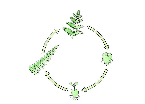 Illustration of lifecylce of fern from seedling to frond