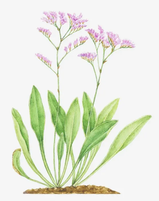 Framed Print : Illustration of Limonium vulgare (Common sea-lavender), leaves and pink flowers Framed Print : Illustration of Limonium vulgare (Common sea-lavender), leaves and pink flowers