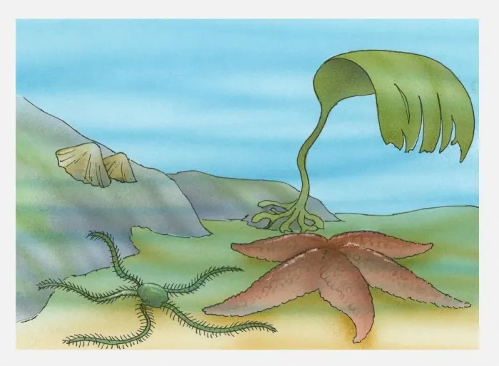 Framed Print : Illustration of limpets, star fish and kelp underwater Framed Print : Illustration of limpets, star fish and kelp underwater