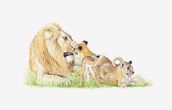 Illustration of lion with cubs